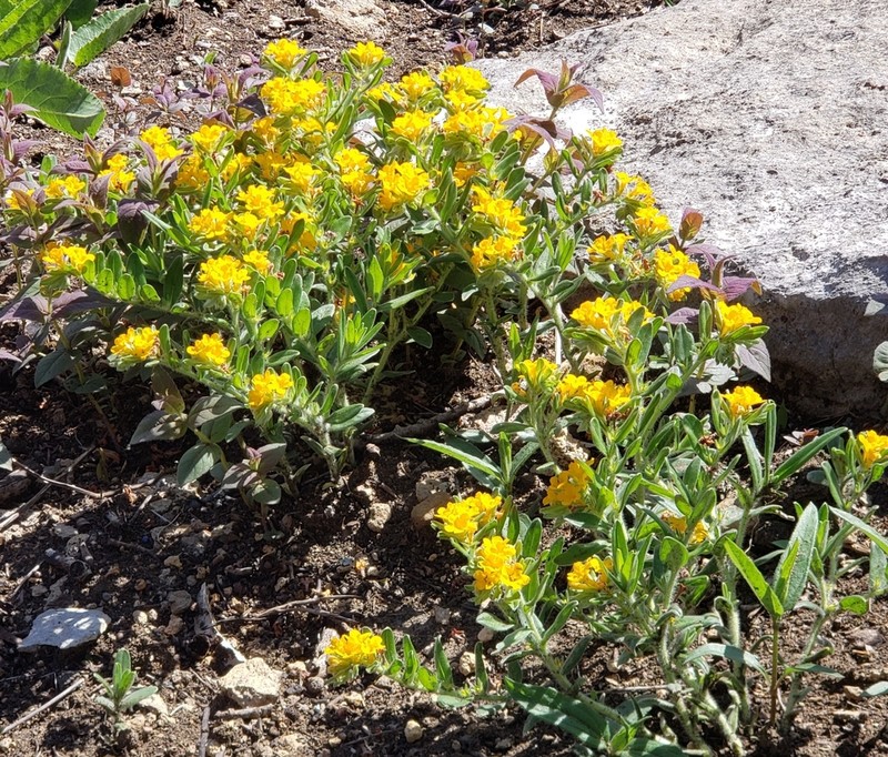 Hoary Puccoon photo 8