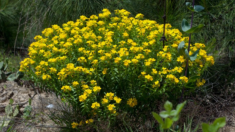 Carolina Puccoon