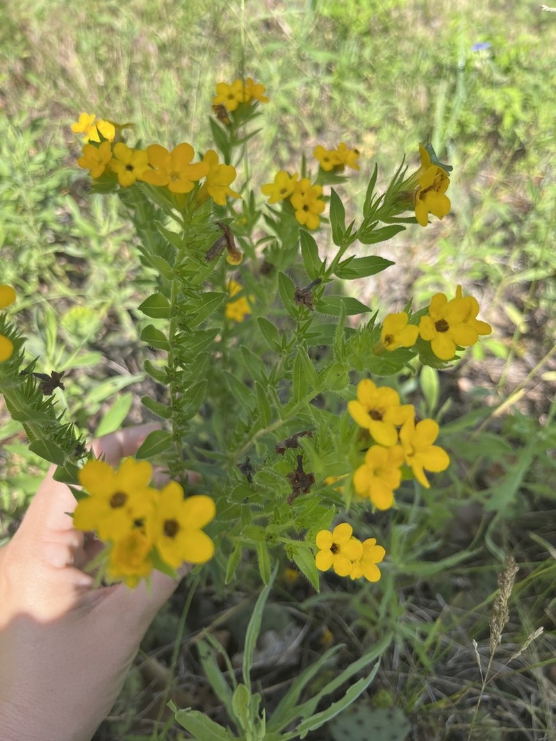 Carolina Puccoon photo 2