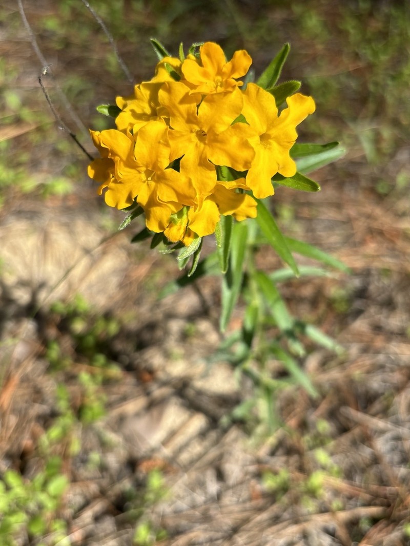 Carolina Puccoon photo 3