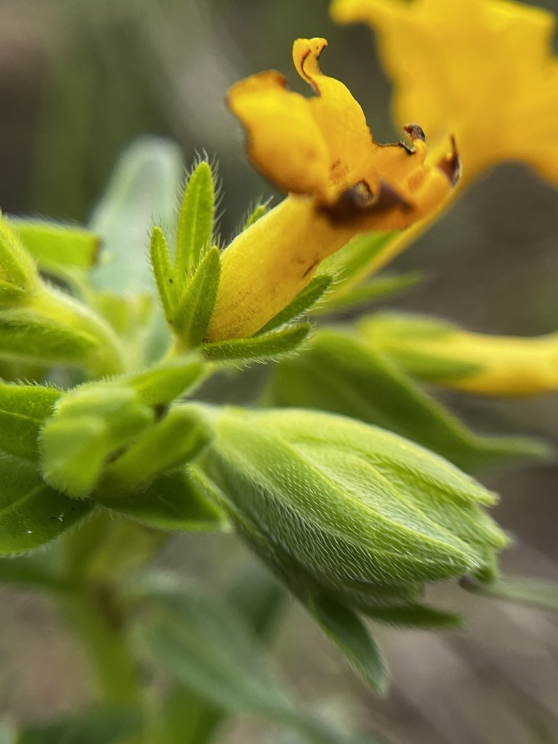 Carolina Puccoon photo 4