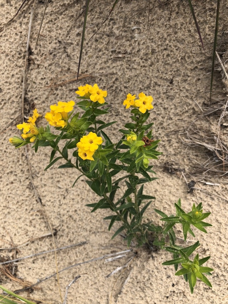 Carolina Puccoon photo 5
