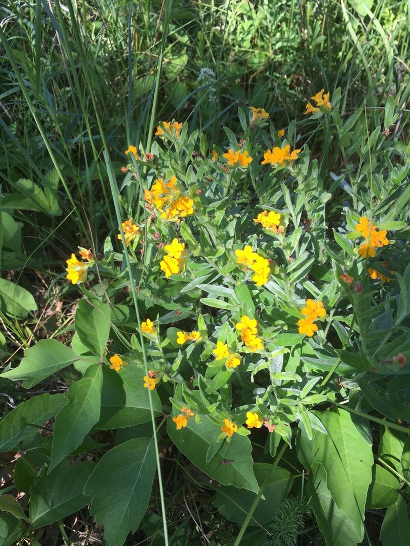 Carolina Puccoon photo 6