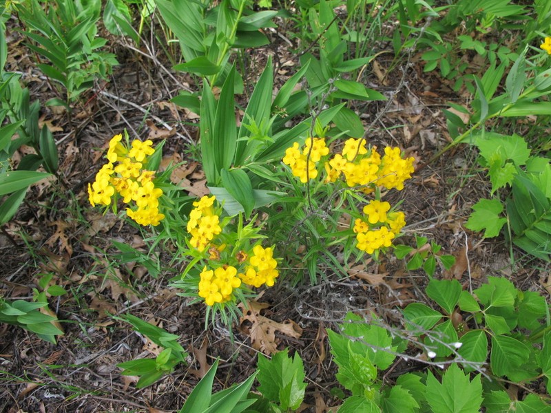 Carolina Puccoon photo 7