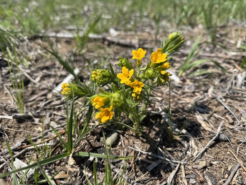 Lithospermum caroliniense var. croceum photo 2
