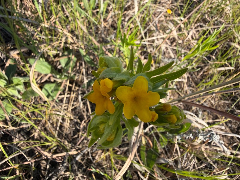 Lithospermum caroliniense var. croceum photo 3