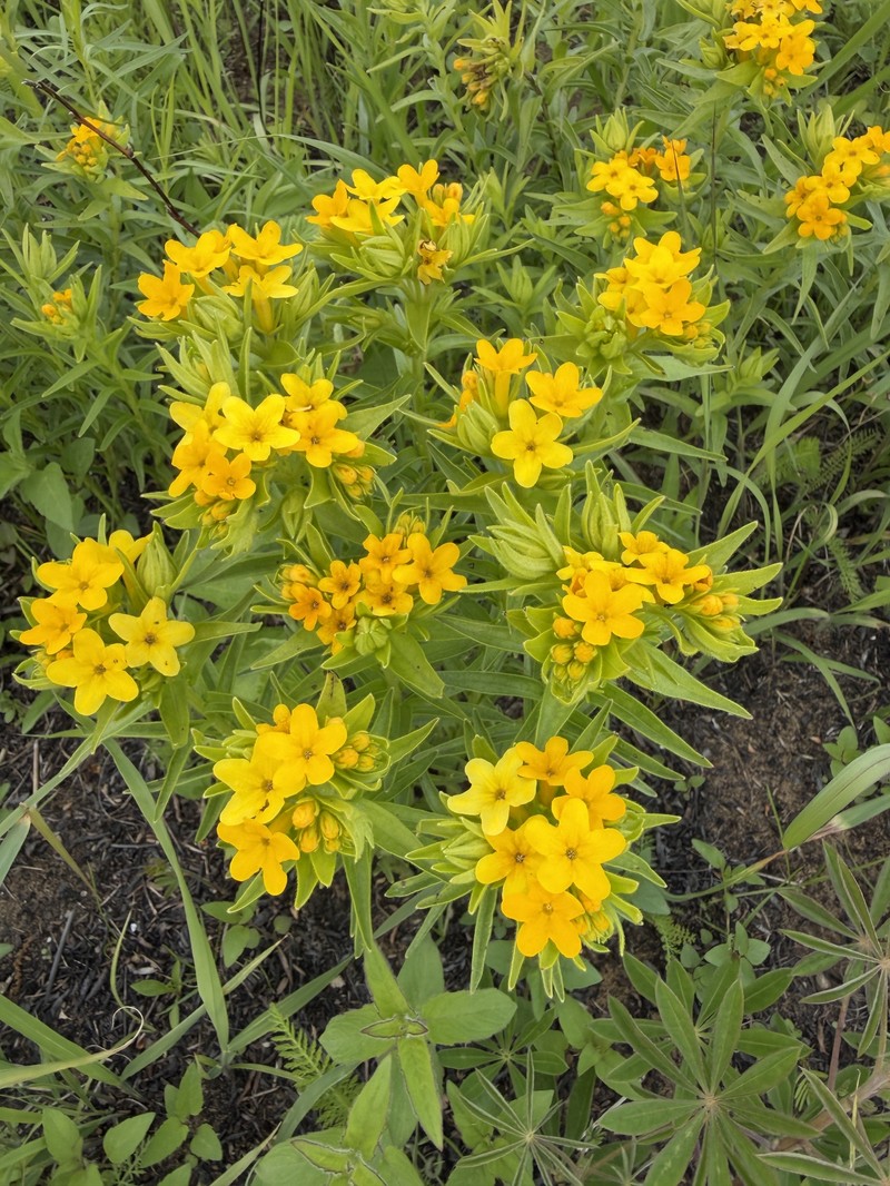 Lithospermum caroliniense var. croceum photo 4