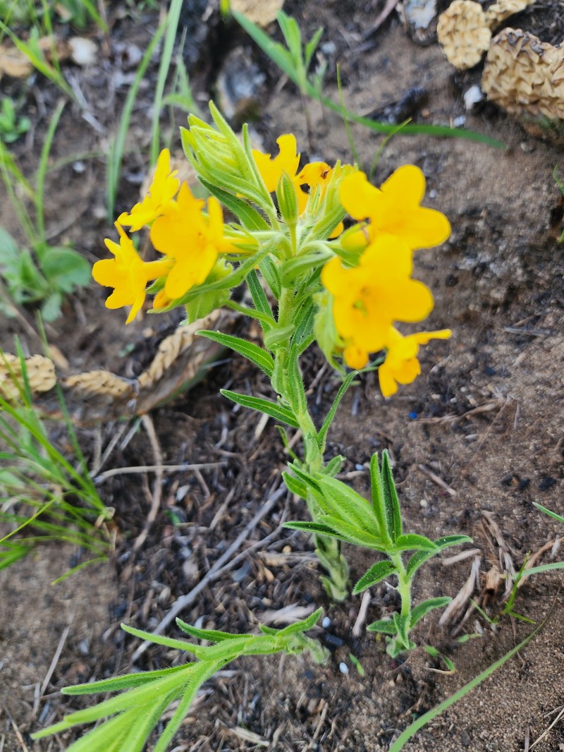 Lithospermum caroliniense var. croceum photo 5