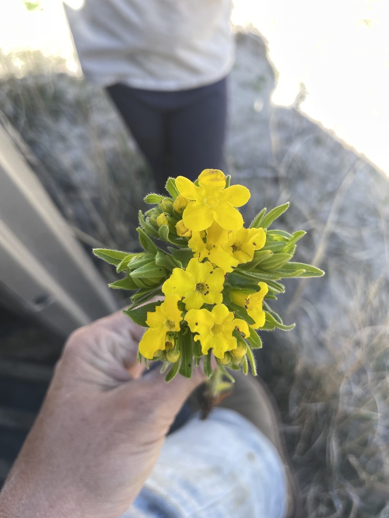 Lithospermum caroliniense var. croceum photo 6