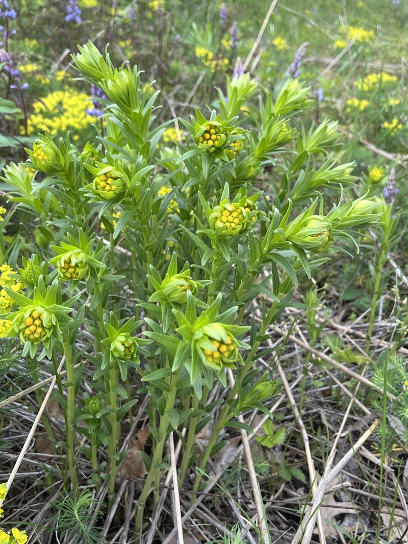 Lithospermum caroliniense var. croceum photo 7