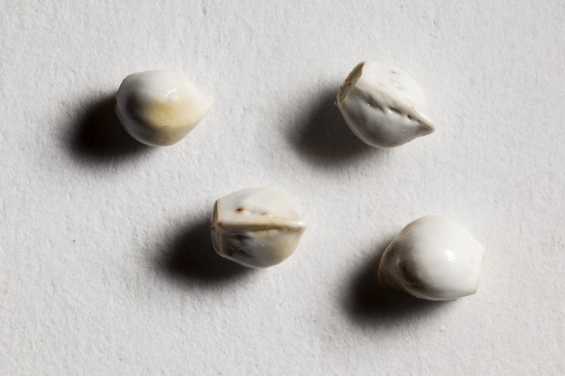 Smooththroat Stoneseed