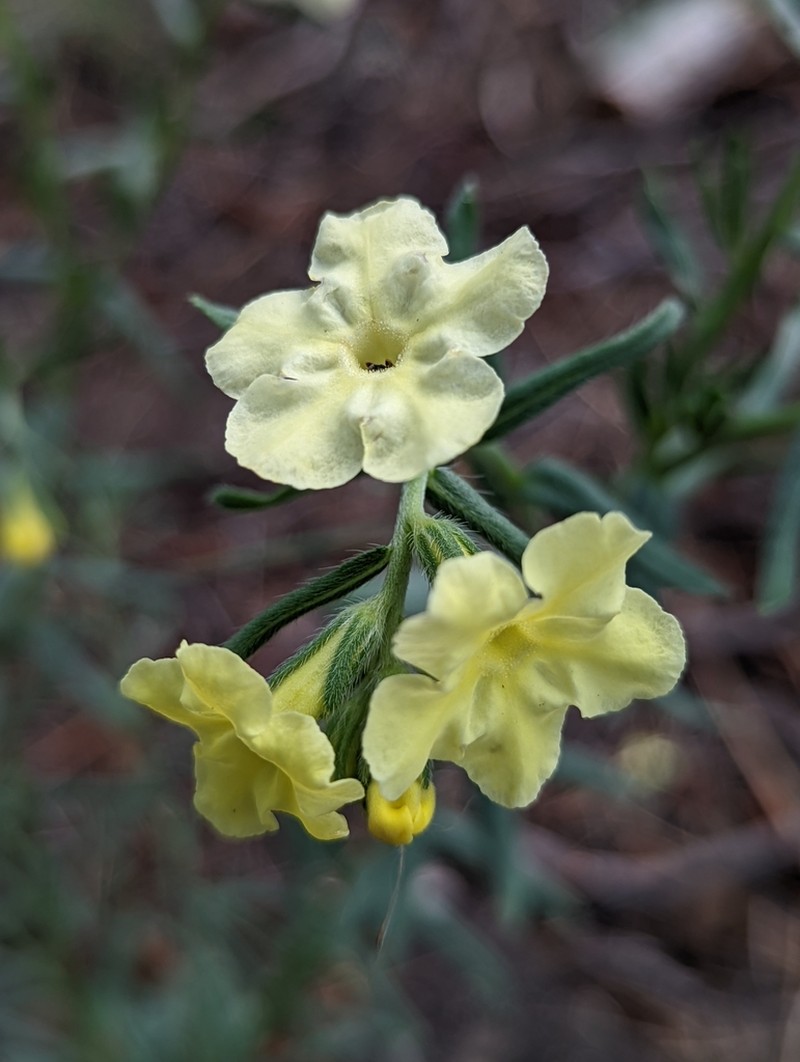 Smooththroat Stoneseed