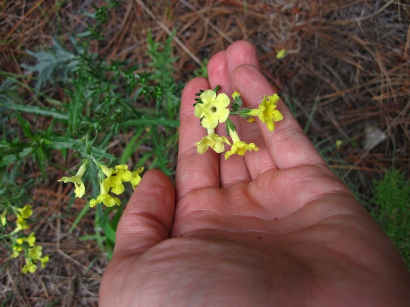 Smooththroat Stoneseed photo 2
