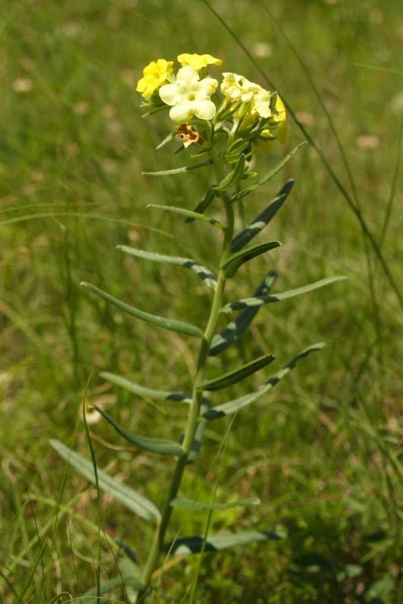 Smooththroat Stoneseed photo 3