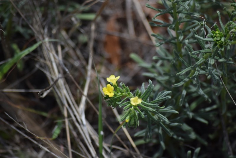 Smooththroat Stoneseed photo 5