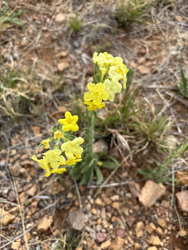 Smooththroat Stoneseed photo 6