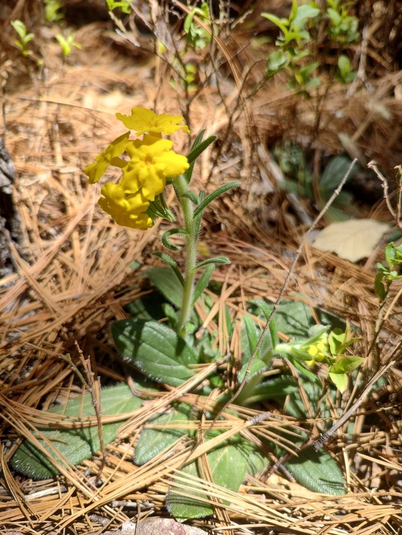 Smooththroat Stoneseed photo 7