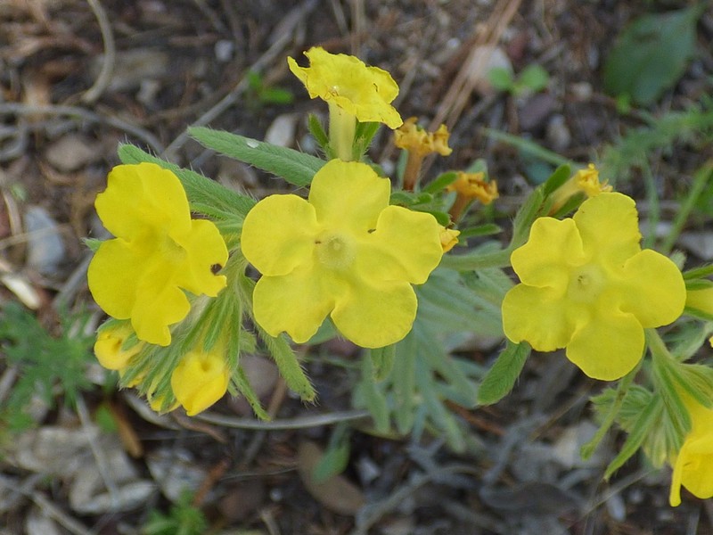 Smooththroat Stoneseed photo 8