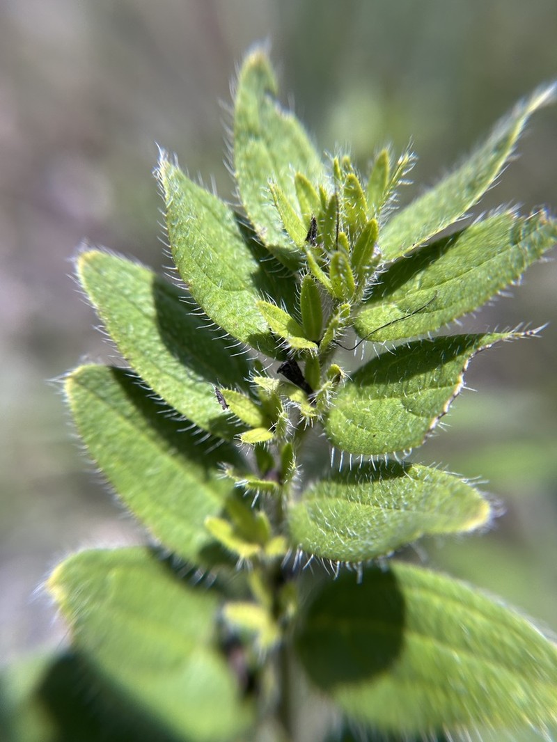 Deceptive Marbleseed