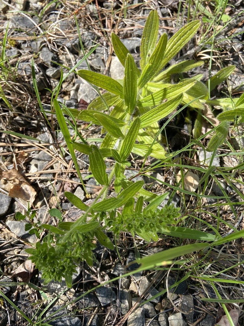 Deceptive Marbleseed photo 2