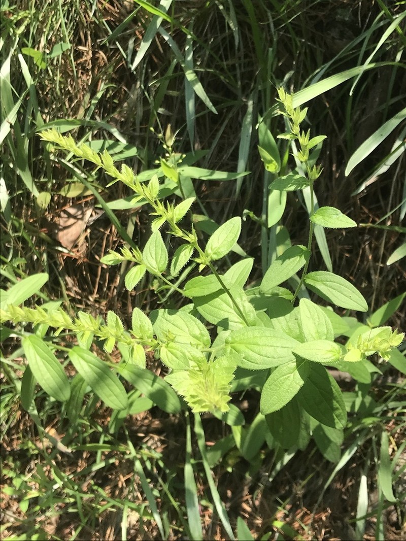 Deceptive Marbleseed photo 3