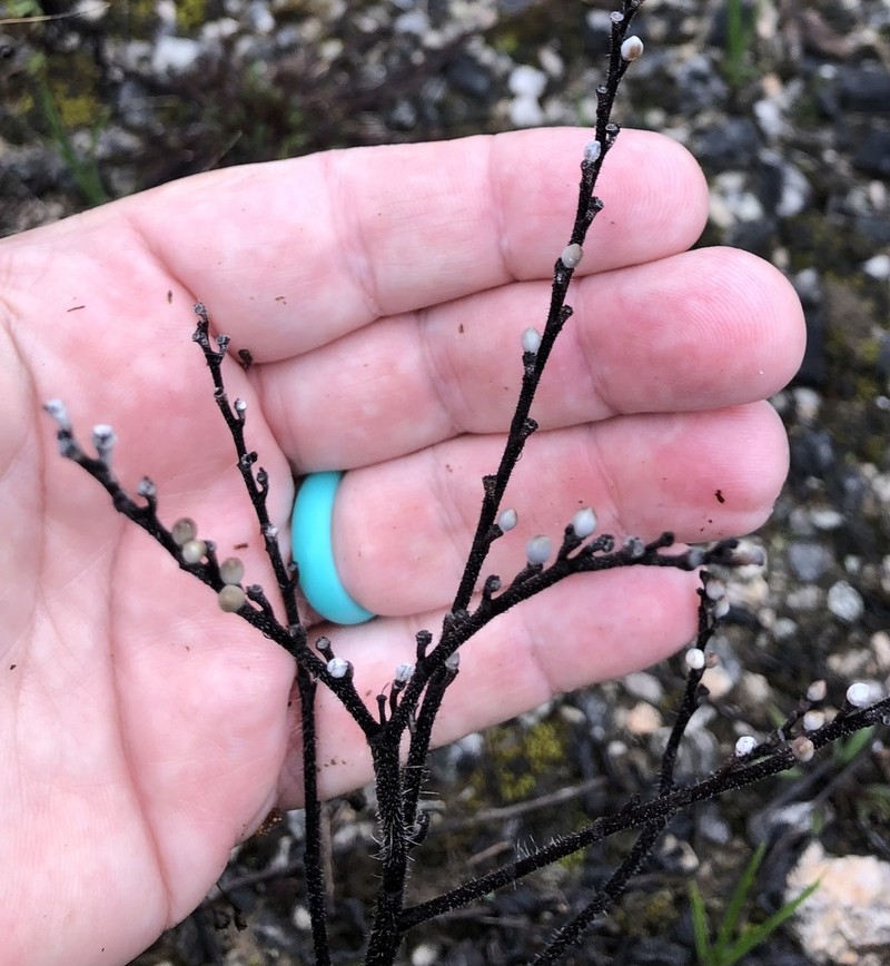 Deceptive Marbleseed photo 4