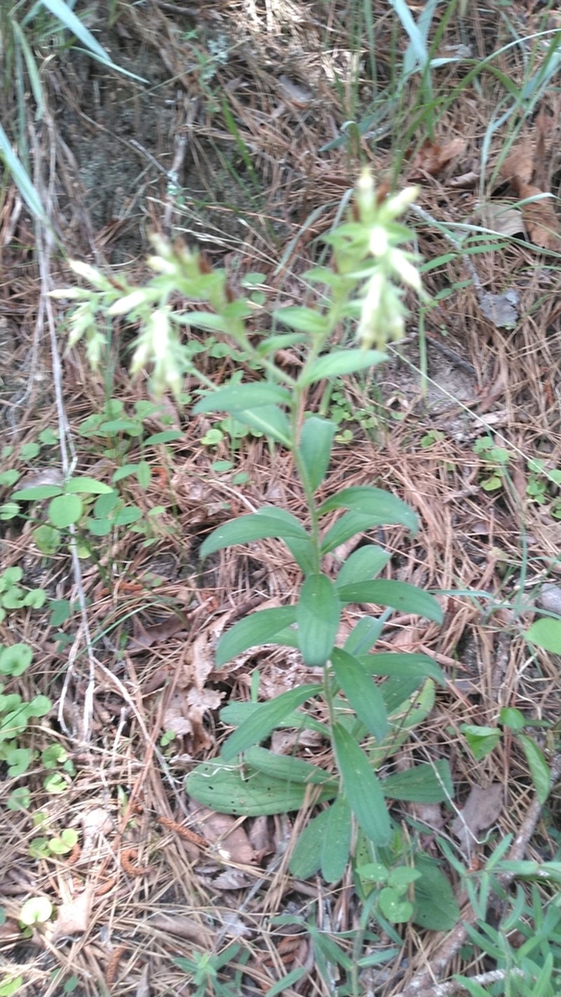 Deceptive Marbleseed photo 5