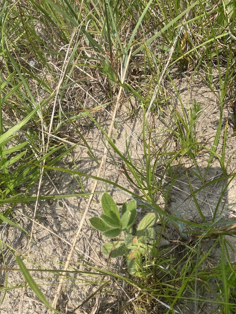 Deceptive Marbleseed photo 6