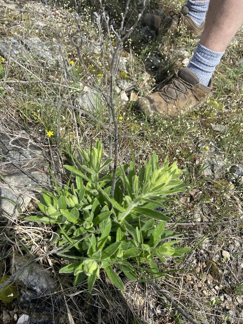 Deceptive Marbleseed photo 7