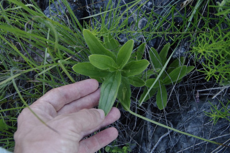 Deceptive Marbleseed photo 8