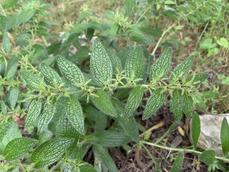 Heller's Marbleseed