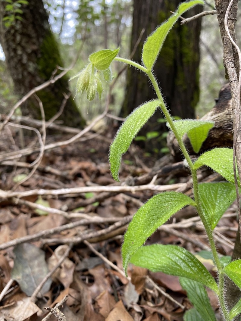 Heller's Marbleseed photo 2