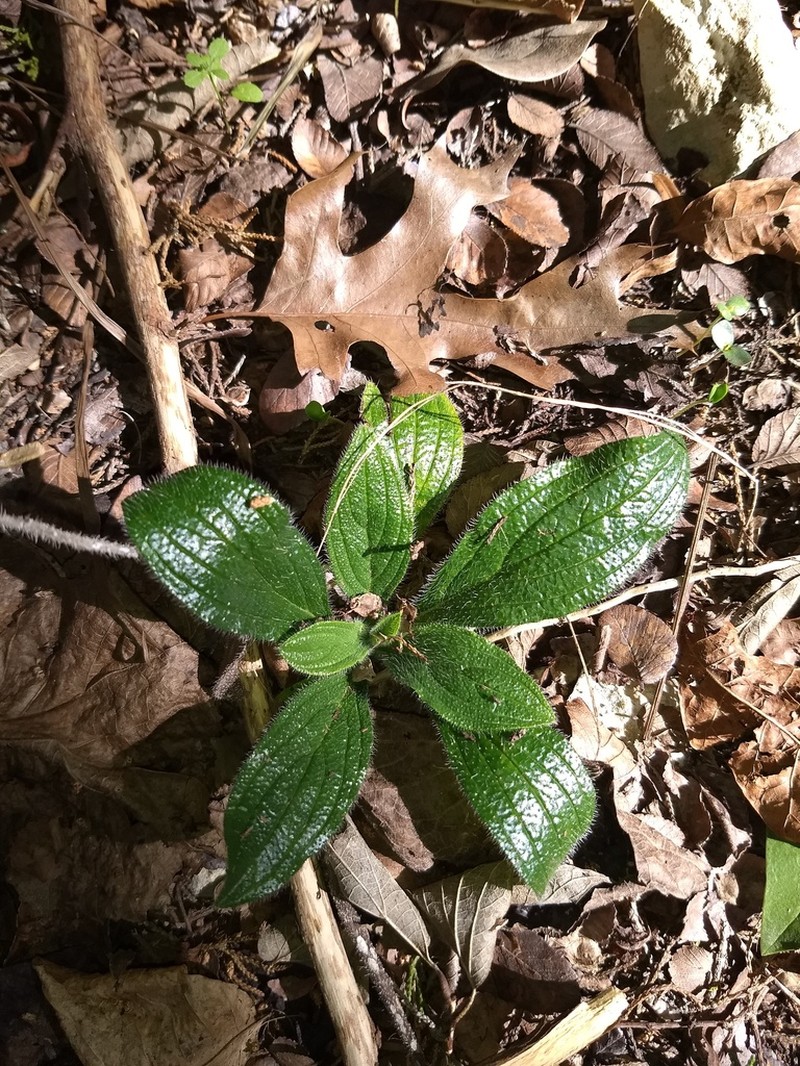Heller's Marbleseed photo 3