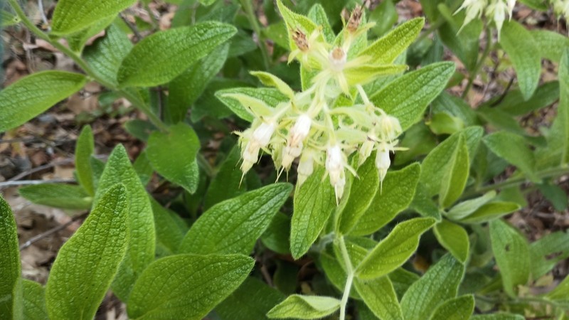 Heller's Marbleseed photo 4