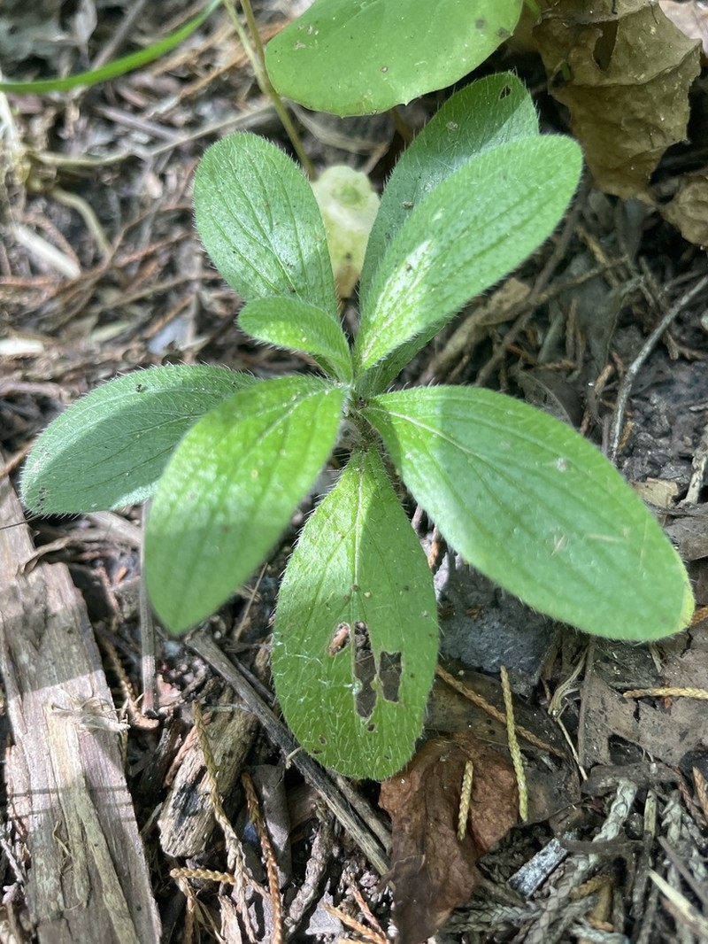 Heller's Marbleseed photo 5