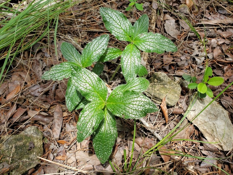 Heller's Marbleseed photo 6