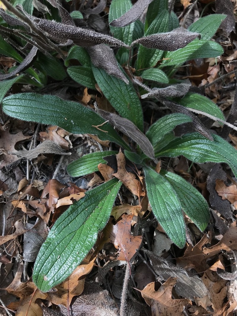 Heller's Marbleseed photo 7