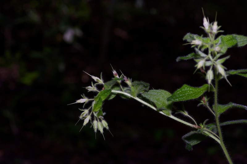 Heller's Marbleseed photo 8