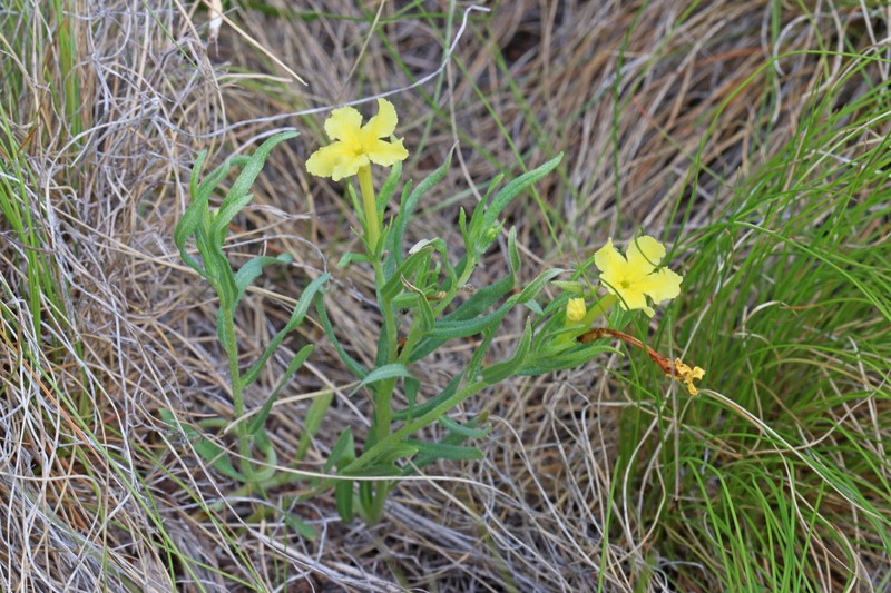 Narrowleaf Stoneseed photo 4