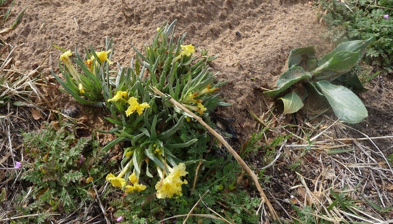 Narrowleaf Stoneseed photo 5
