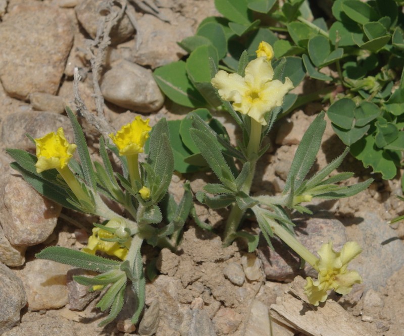 Narrowleaf Stoneseed