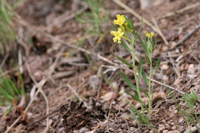 Narrowleaf Stoneseed photo 2