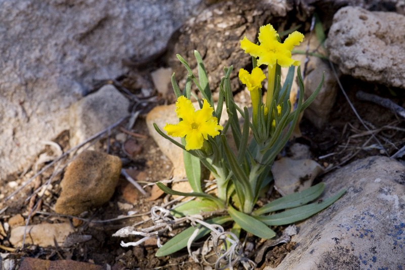 Narrowleaf Stoneseed photo 3
