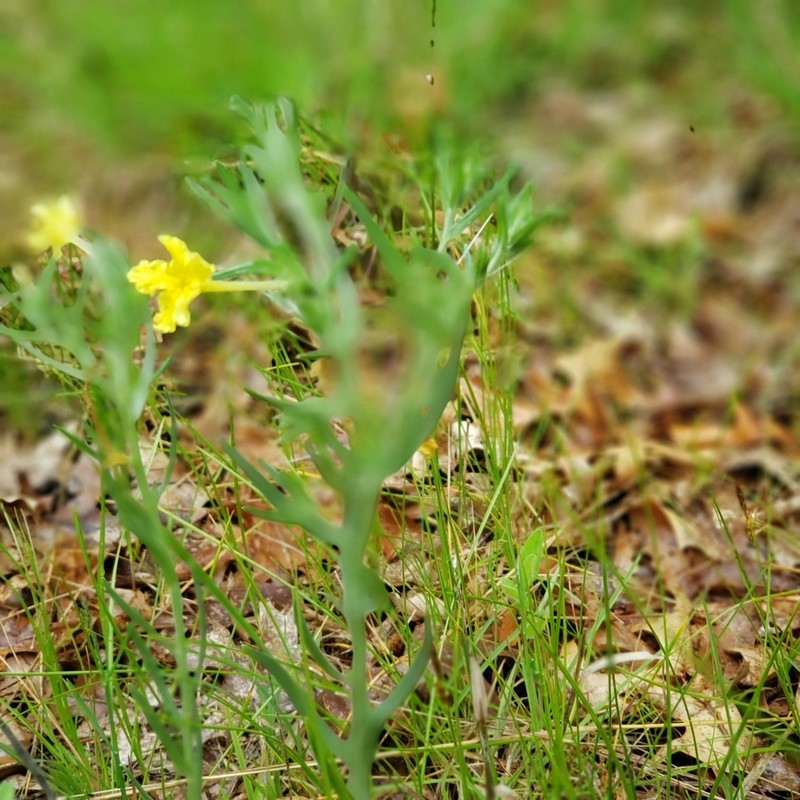 Narrowleaf Stoneseed photo 3
