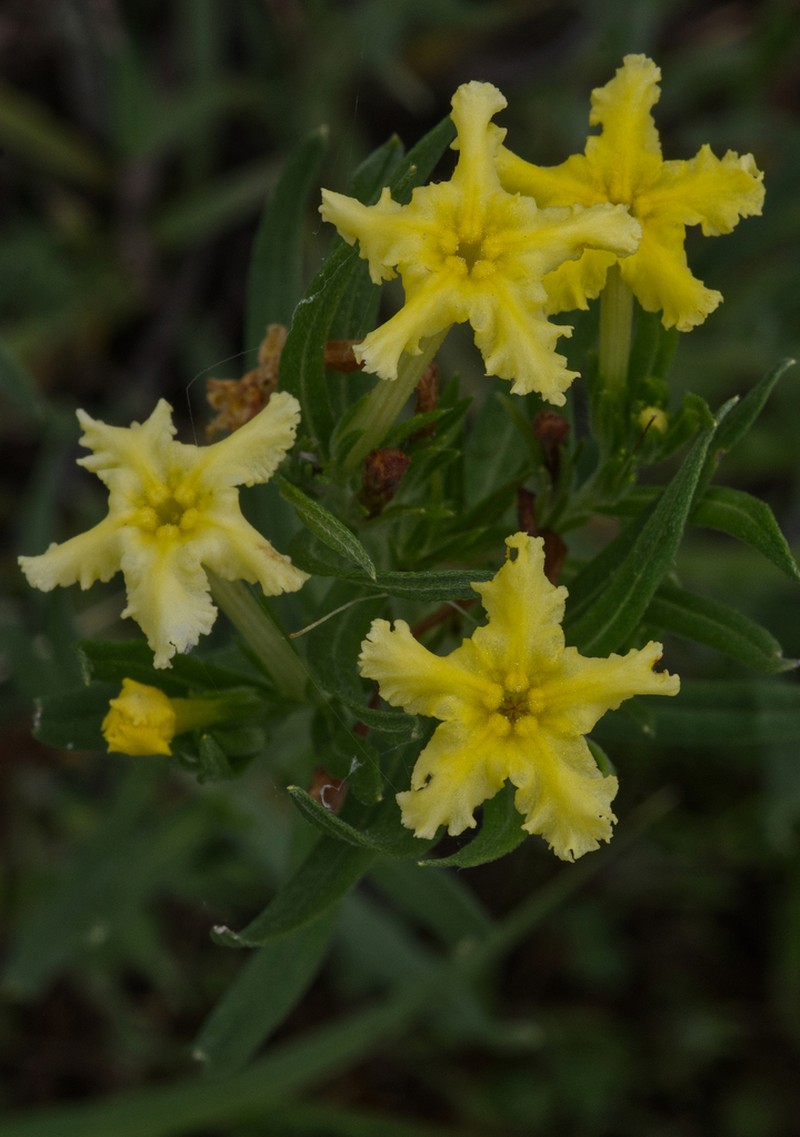 Narrowleaf Stoneseed photo 4