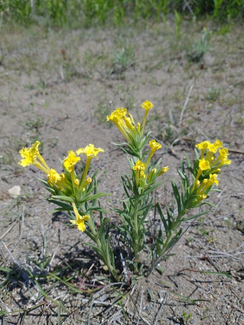 Narrowleaf Stoneseed photo 5