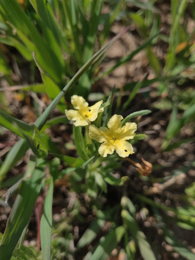 Narrowleaf Stoneseed photo 6