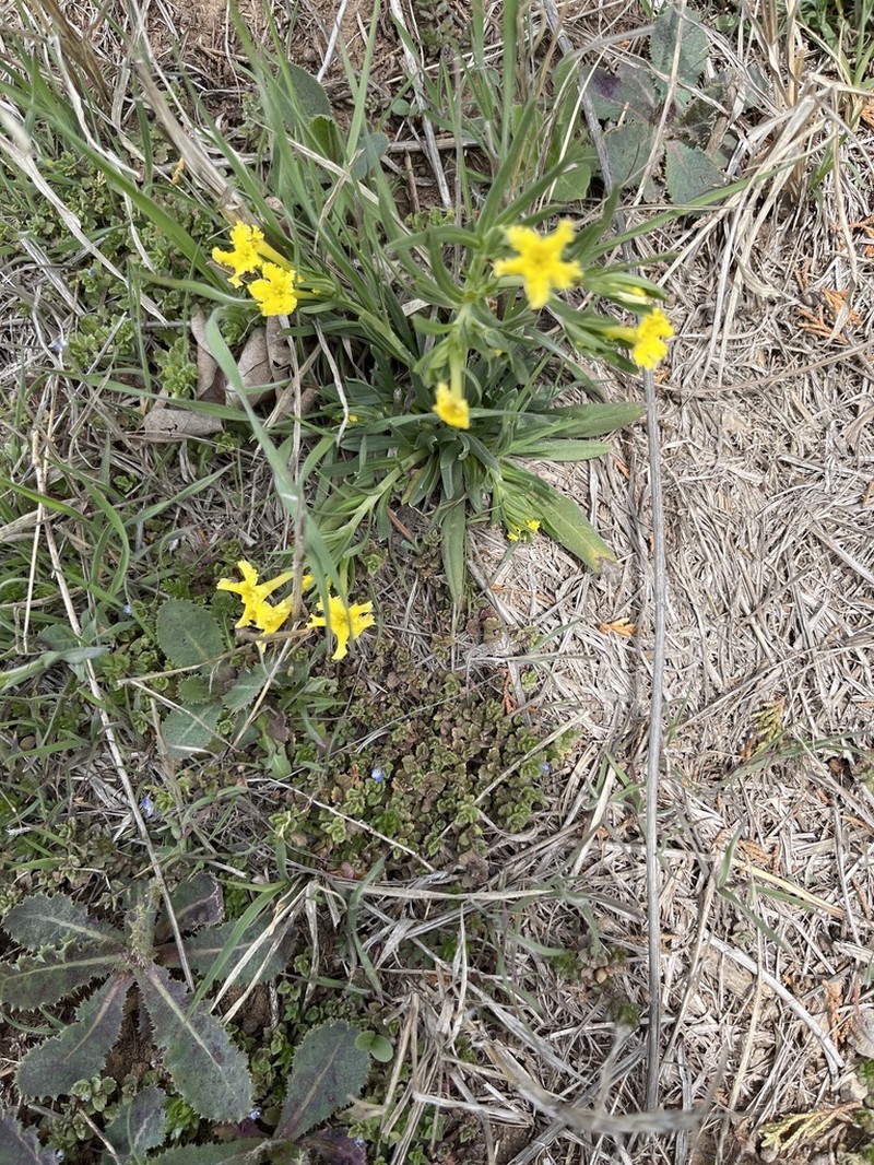 Narrowleaf Stoneseed photo 7