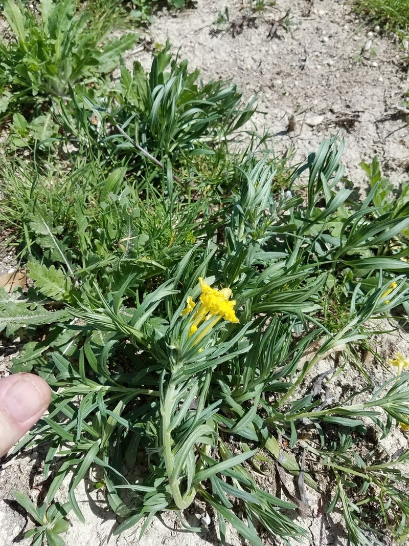 Narrowleaf Stoneseed photo 8