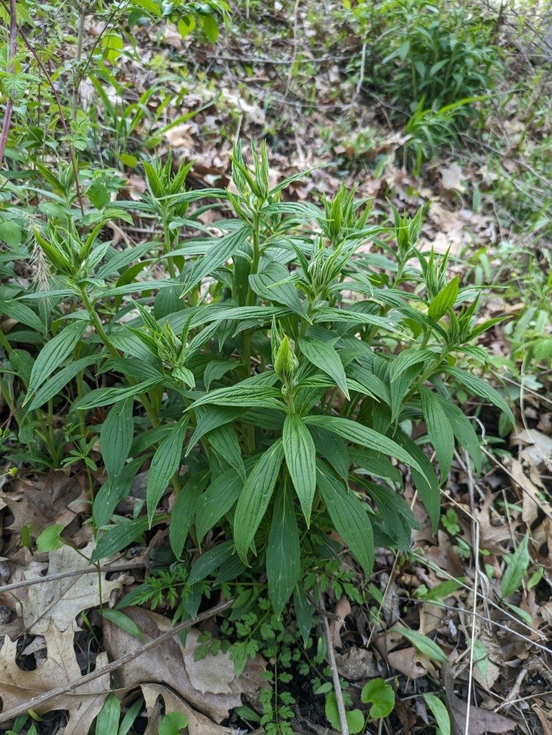 American Stoneseed photo 2